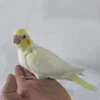 عروس هلندی نر وسه عدد جوجه