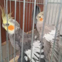 عروس هلندی سالم تخم گذار