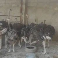 شتر مرغ