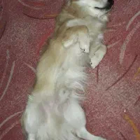 واگذاری دو تا اشپیتز نر 9 ماهه|سگ|فردیس, شهرک وحدت|دیوار