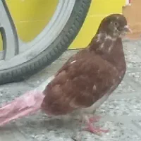 تهرانی|پرنده|دره شهر, |دیوار