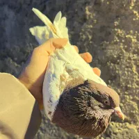 کفتر کله سرخ