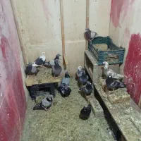 سلام دوستان  کفتر پلاکی مسافتی هستن