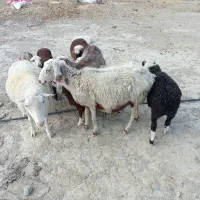 میش بره و قوچ رومن|حیوانات مزرعه|صفادشت, |دیوار