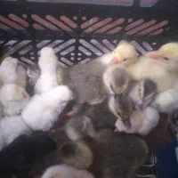 جوجه مرغ لهستانی