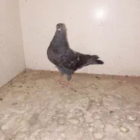 تعدادی کفتر به صورت تک و یکجا