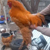 مرغ وخروس برهما|حیوانات مزرعه|کرمانشاه, |دیوار