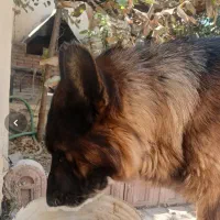 سگ ژرمن پیدا شده