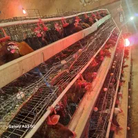 مرغ بومی گلپایگان