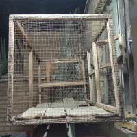 قفس دو عدد بسیار تمیز