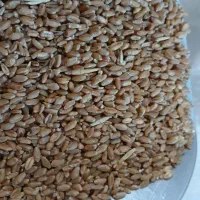 خریدار گندم  ..ذرت..