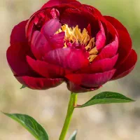 افسردگی بعد طلاق