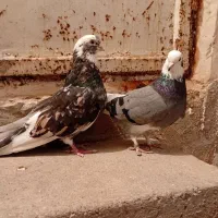 کبوتر شازده سرول درجه یک جفت با جوجه دوکت سبز|پرنده|ابهر, |دیوار