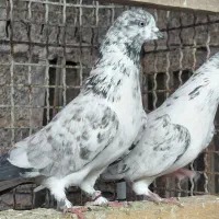 کبوتر  قاره و قوچی