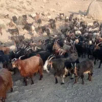 فروش گله بز کامل|حیوانات مزرعه|مرودشت, شهرک مهدیه|دیوار