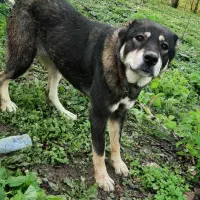 واگذاری سگ قفقازی|سگ|لاهیجان, آهندان|دیوار