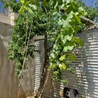 مغازه-کوچه-بانک-صادرات