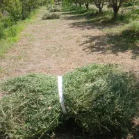 ۵۶ عدد باغ یونجه پشدورا