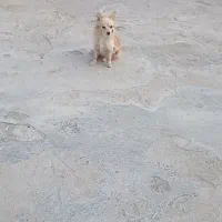 سگ ماده پامر اشتپیز