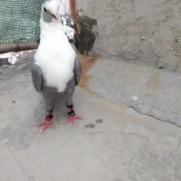 مخمل الماسی