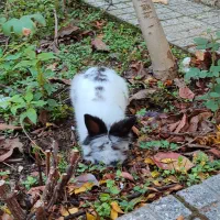 خرگوش لوپ|موش و خرگوش|گرگان, |دیوار