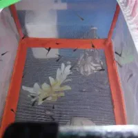 ماهی  گپی ، گوپی