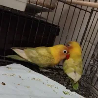 بچه کوتوله|پرنده|اردکان, |دیوار