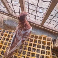 سلام نر یهودی با ماد سرته سرخ ناشی گرفتم