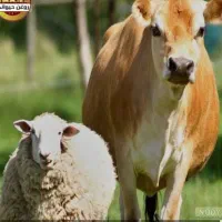 گوشت گرم کشتار روز