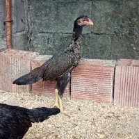 نیمچه لاری 3 عدد