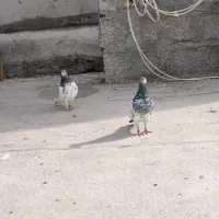 کبوتر پاکستانی|پرنده|بندرعباس, |دیوار