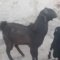 بزمری|حیوانات مزرعه|هامون, |دیوار