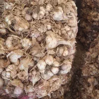 سیر|خوردنی و آشامیدنی|چرداول, |دیوار