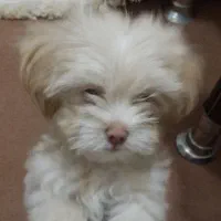 سگ پاکوتا عروسکی