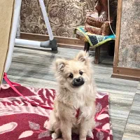 فروش فوری بعلت مهاجرت|سگ|یزد, |دیوار