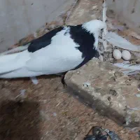 کله داروتیکه پاره|پرنده|رباط‌کریم, وهن آباد|دیوار