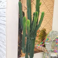 کاکتوس افوربیای سالم و شیک|گل و گیاه طبیعی|رشت, جهاد|دیوار