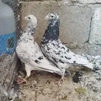 یه جفت سرور