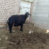 قوچ|حیوانات مزرعه|طاغنکوه, |دیوار