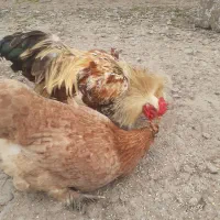 خروس و مرغ کاکلی و پاپر جوان