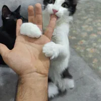 فروش گربه