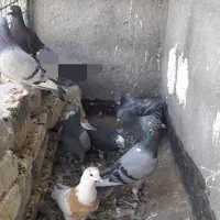 کفتر صید