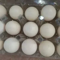 تخم اردک