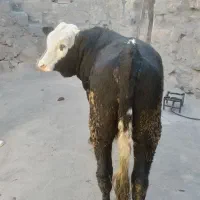 گوساله نرسیمینتال