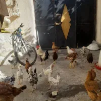 گلین۵۰عدد مرع و جوجه گلین|حیوانات مزرعه|کرمانشاه, |دیوار