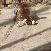 مرغ جوجه لاری