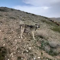 سگ پژدر|سگ|چنگ الماسی, |دیوار