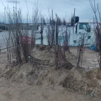 نهال میوه همه رقم 30تومن