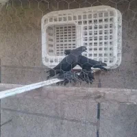 کبوتر|پرنده|تبریز, |دیوار