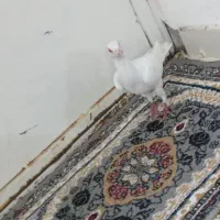 دورگ سالم و جوان|پرنده|کارون, |دیوار